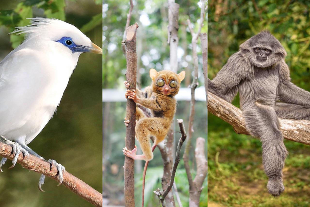 3 Maret Hari Satwa Liar Sedunia, Ini Daftar Hewan yang Terancam Punah di Indonesia