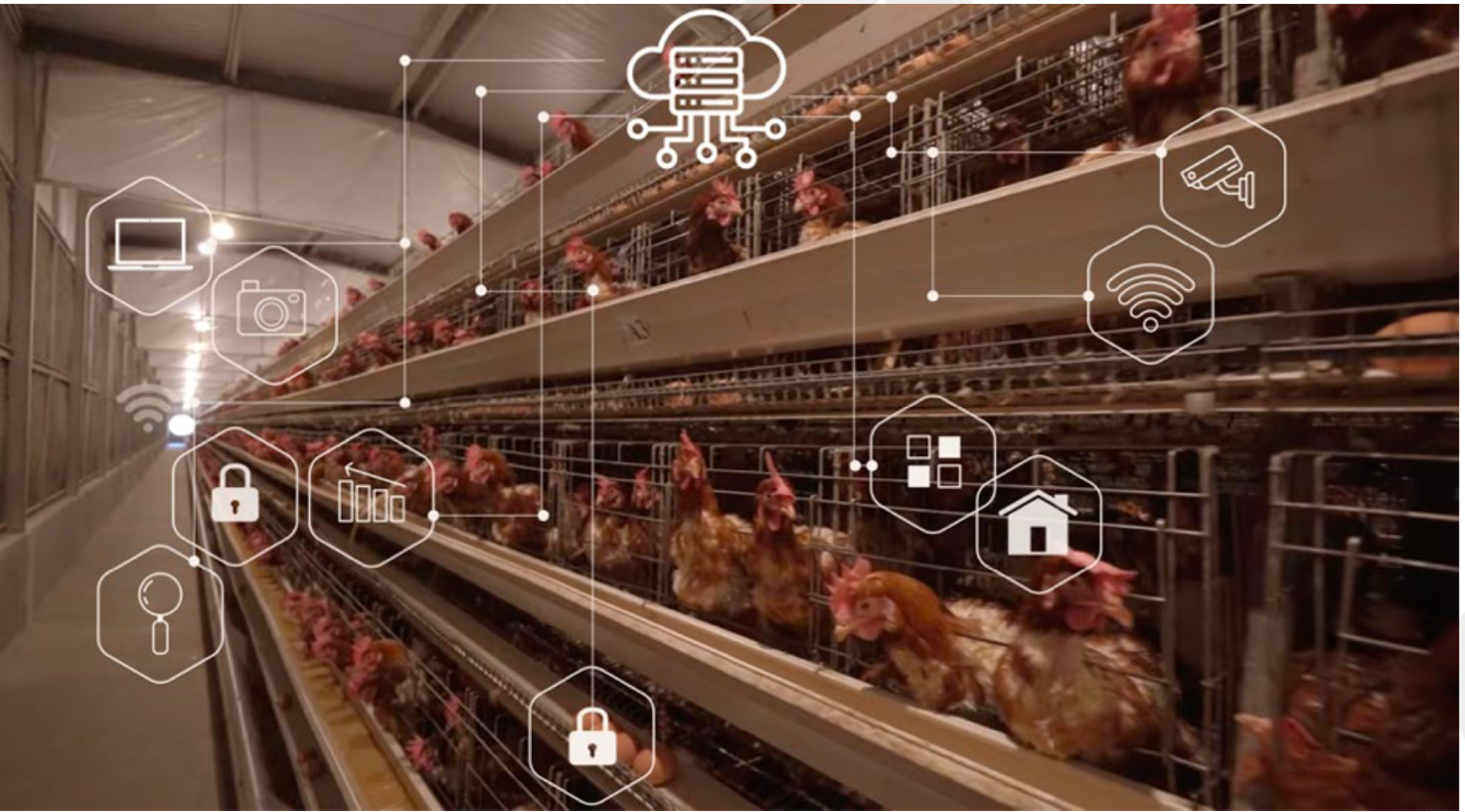 Dari Kandang Cerdas ke Piring Sehat, Inovasi Peternakan untuk Penuhi Gizi dan Program MBG