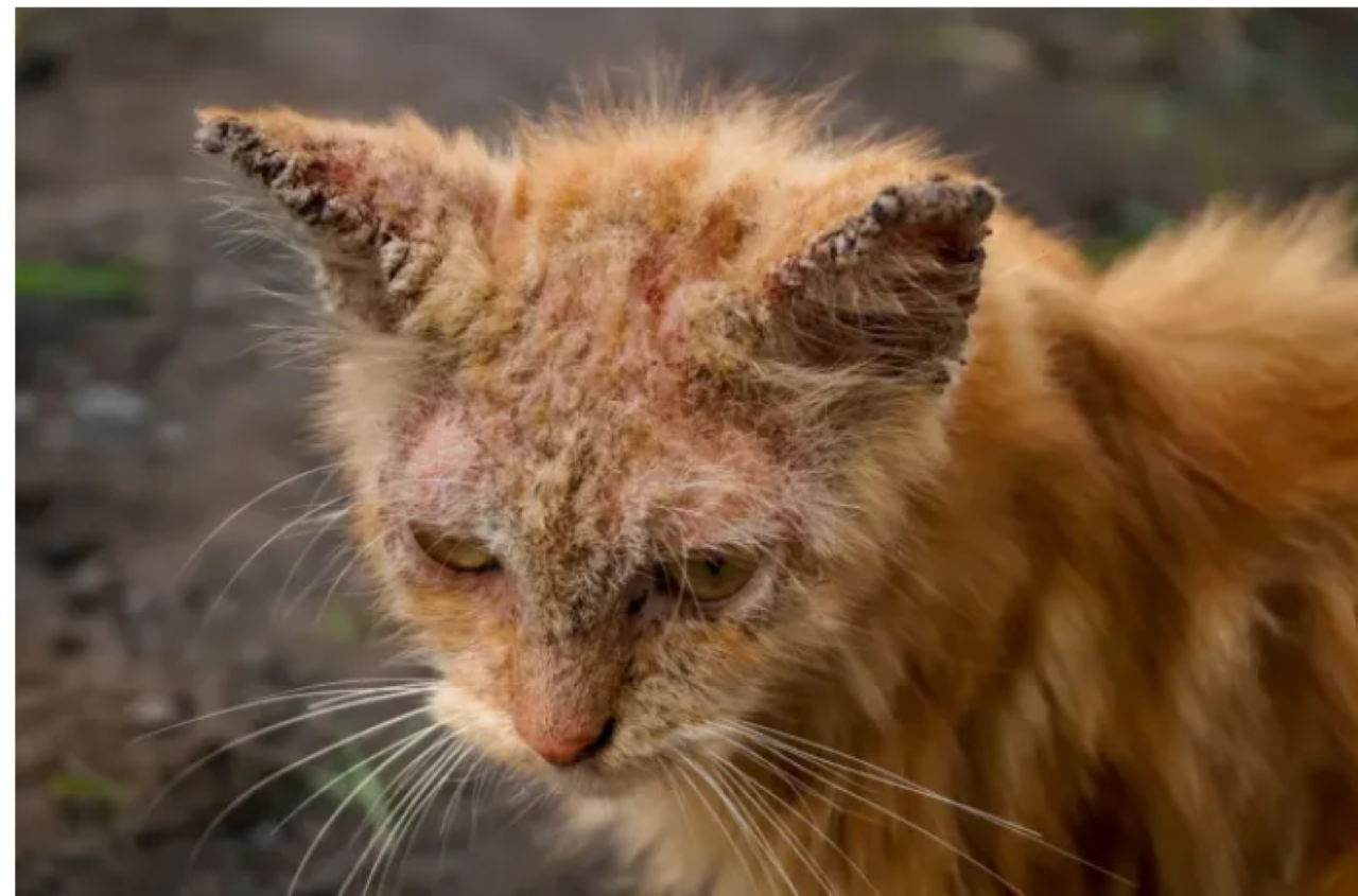 Ringworm Bikin Kucing Gatal-Gatal, Lenyapkan dengan Bahan Alami Ampuh Ini
