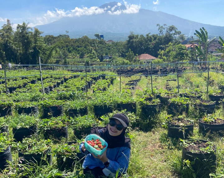 Desa Wisata Pandanrejo Kota Batu, One Stop Holiday dari Petik Stroberi hingga Glamping