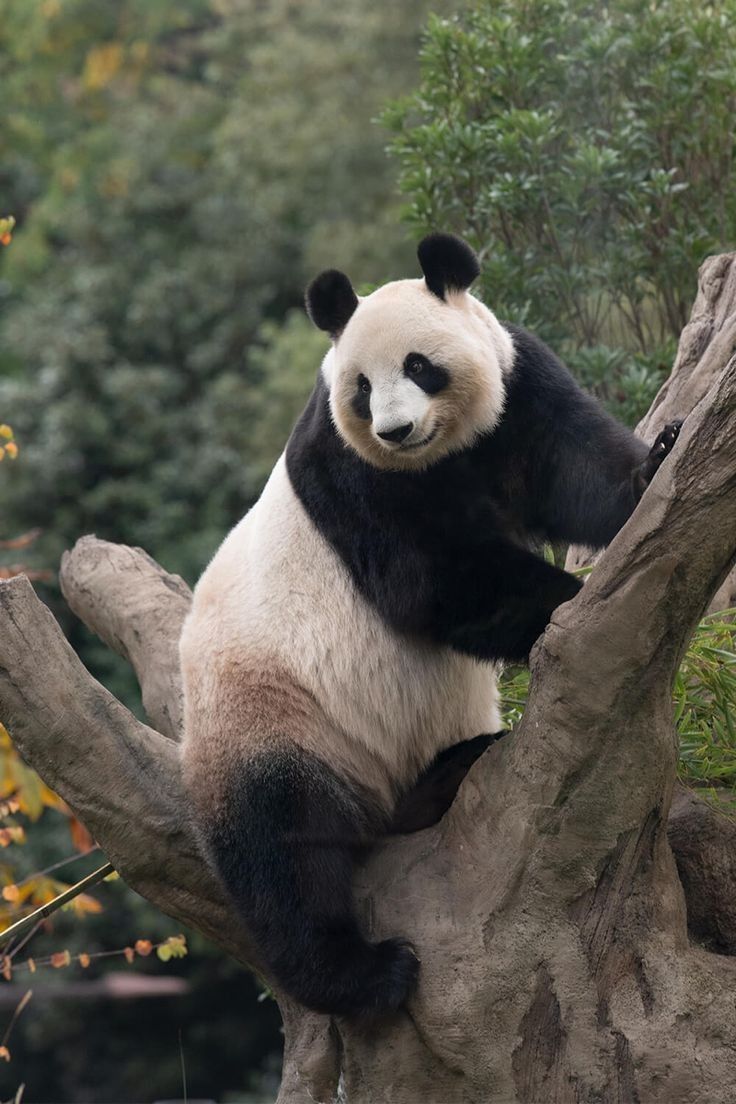 Hari Panda Nasional 16 Maret, Simbol Eratnya Hubungan Indonesia-Tiongkok lewat Cai Tao dan Hu Chun