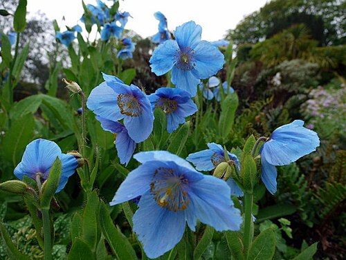 Keajaiban Bunga Himalayan Blue Poppy: Keindahan Biru nan Langka dari Puncak Dunia