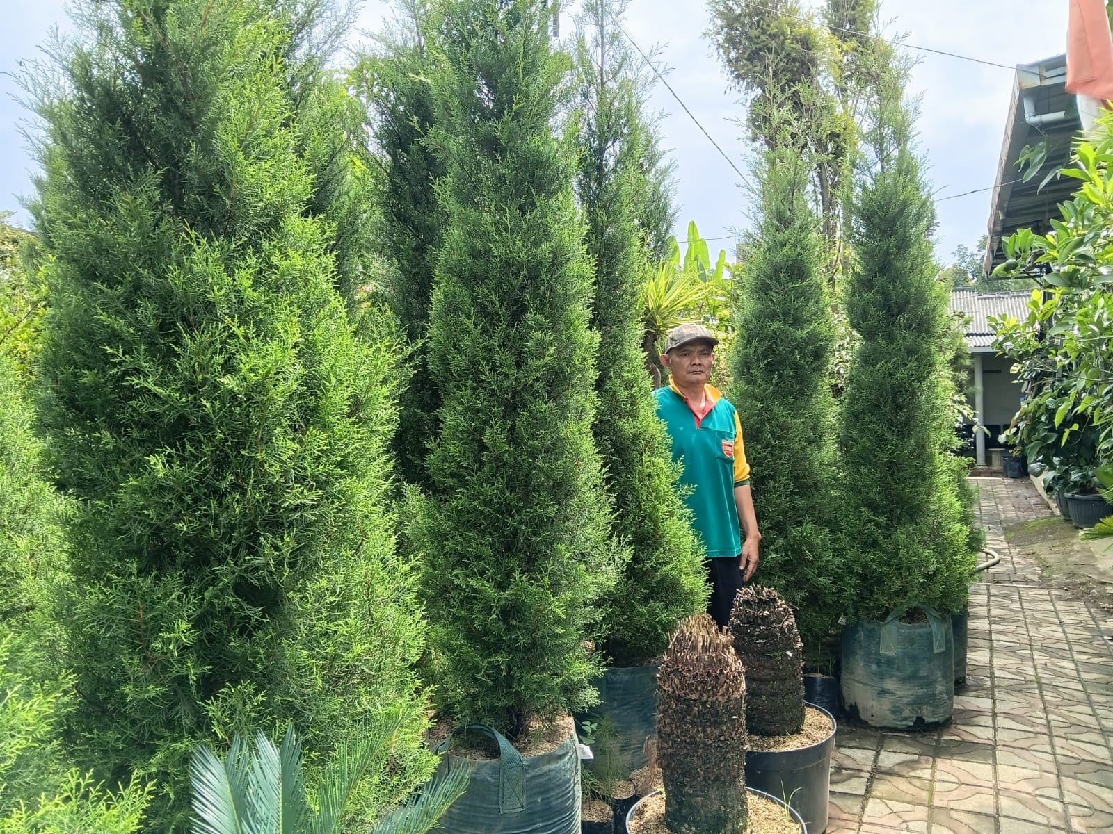 Jelang Natal, Penjualan Cemara Rentes Wangi Laris Manis, Tembus Kalimantan hingga Bali