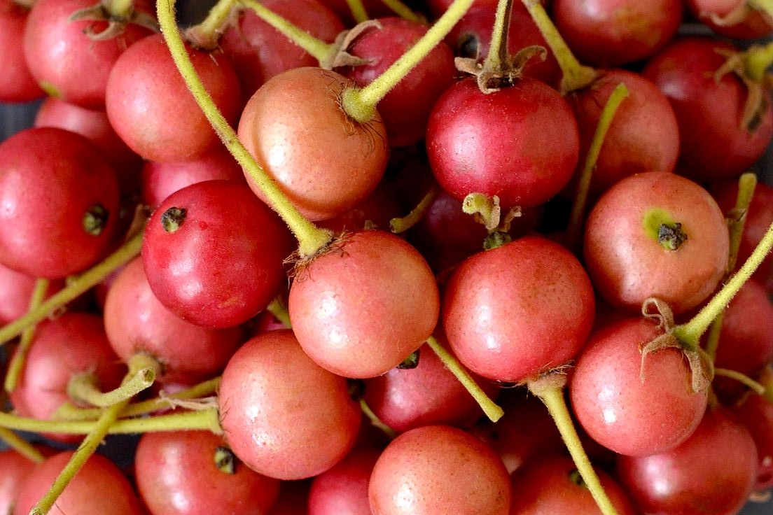 Nikmat Dikudap, Buah Kersen Menyimpan 9 Manfaat Mengejutkan buat Kesehatan  