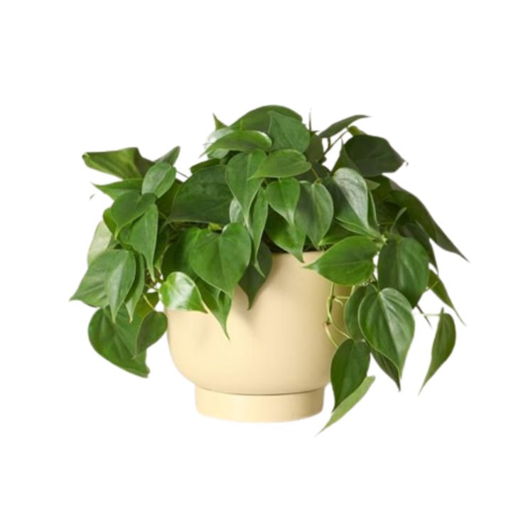 12 Mei Juga Hari Kesehatan Tanaman, Hati Hati Dalam Memilih Pot Untuk Tanaman!