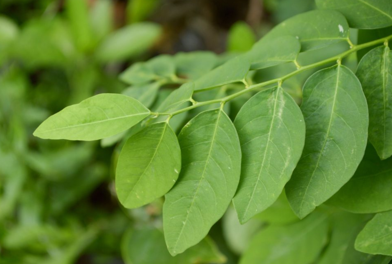 Kenali 9 Manfaat Daun Katuk, Sumber Zat Gizi Untuk Kesehatan