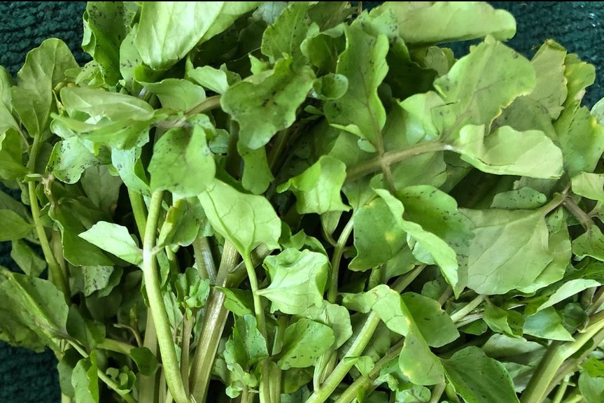 Kenali Daun Jukut: Sayuran Tradisional dengan Khasiat Modern