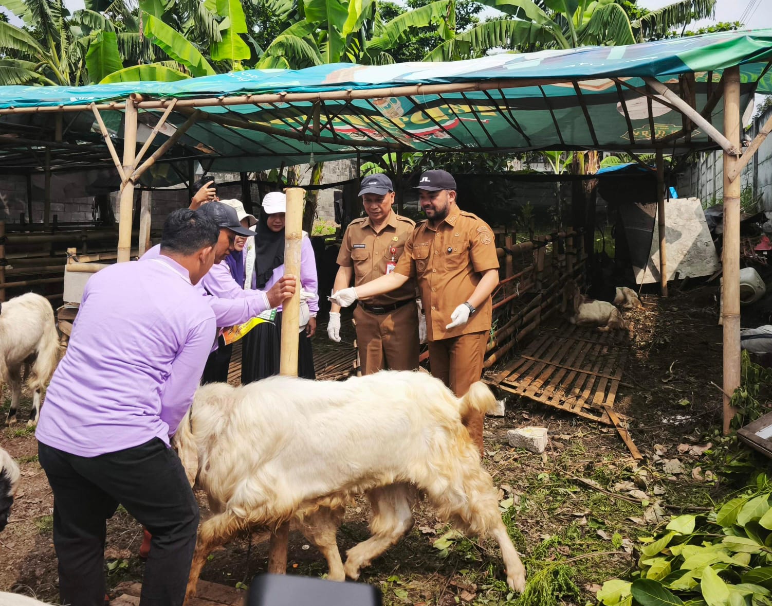 ‎Jelang Idul Adha, Pemkot Batu Periksa Kesehatan Hewan Kurban   ‎