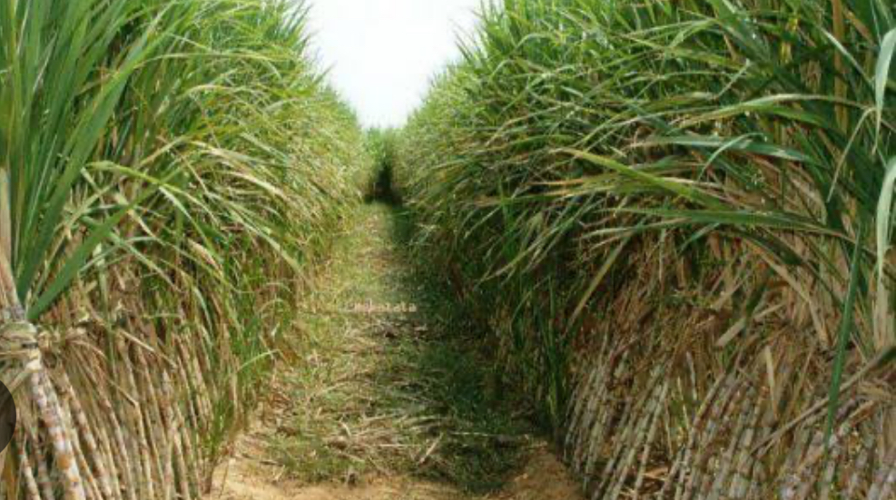 Dukung Swasembada Gula Nasional, PG Kebonagung Luncurkan Varietas Tebu Tahan Penyakit