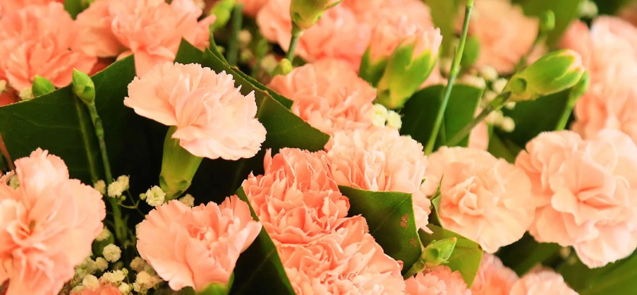 Carnation, Bunga Penuh Kasih yang Menjadi Simbol Cinta Ibu Sepanjang Masa