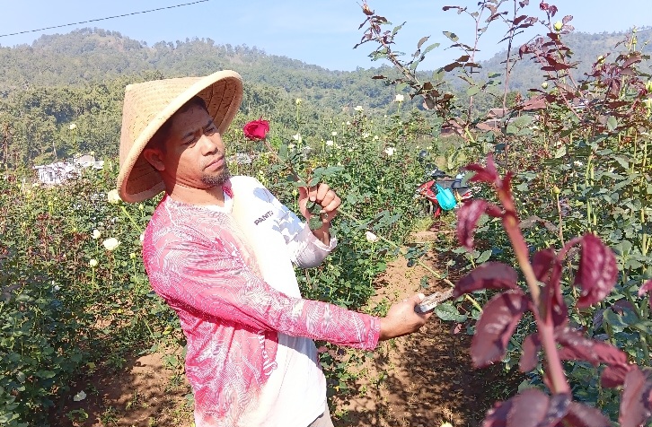 Menelisik Jejak Sejarah dan Mekarnya Industri Mawar di Desa Gunungsari