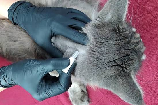 Cat Lovers Wajib Tahu! Ini Trik Rahasia Bersihkan Kutu Kucing Sampai ke Telurnya