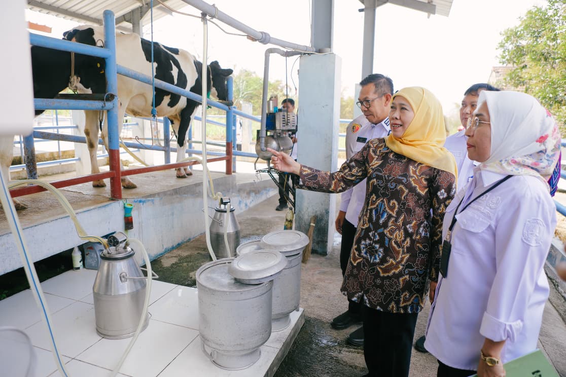Khofifah Targetkan UPT Batu Jadi Pusat Pengembangan Sapi Perah Jawa Timur