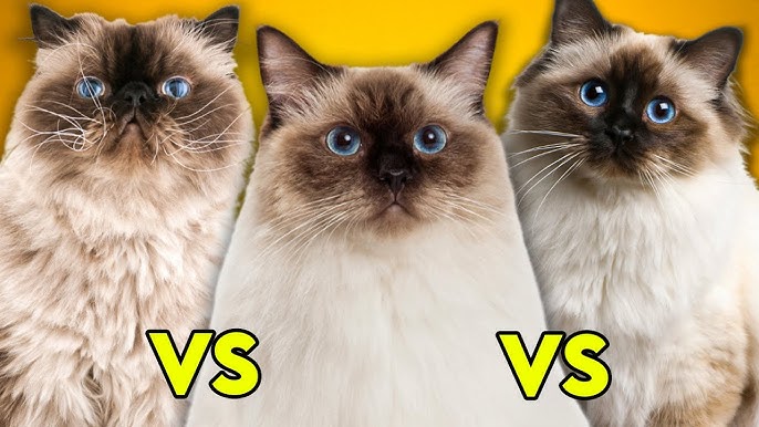 Serupa tapi Tak Sama, Para Pecinta Kucing Wajib Tahu Perbedaan Ras Ragdoll, Siamese, dan Himalaya