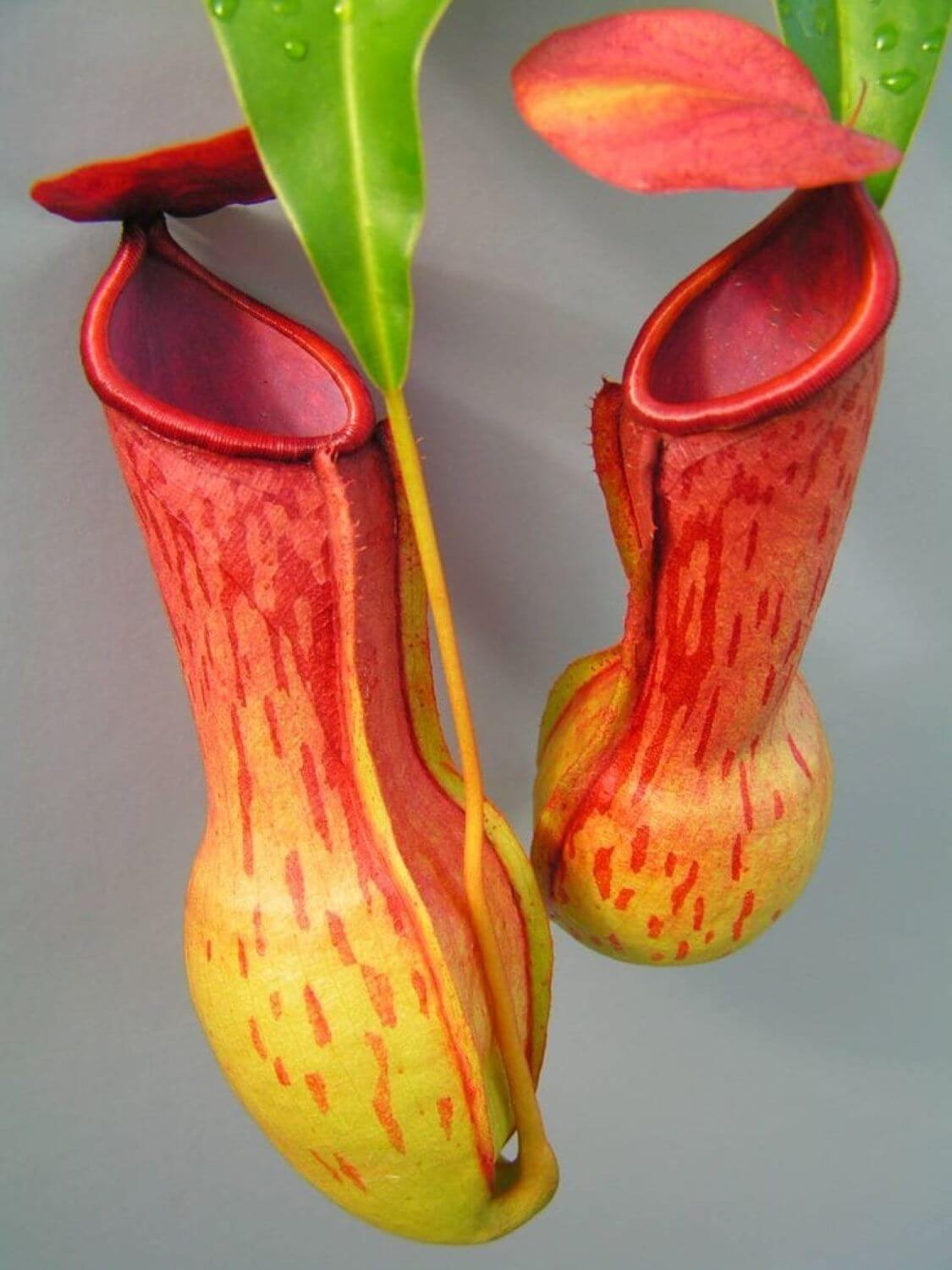 Kantong Semar, Tumbuhan Karnivor Asli Nusantara dengan Sejarah Unik dan Segudang Manfaat