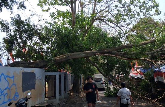 Pohon Tumbang di TMP Suropati Rusak Warung, Warga Desak Pemkot Batu Audit Pohon Tua