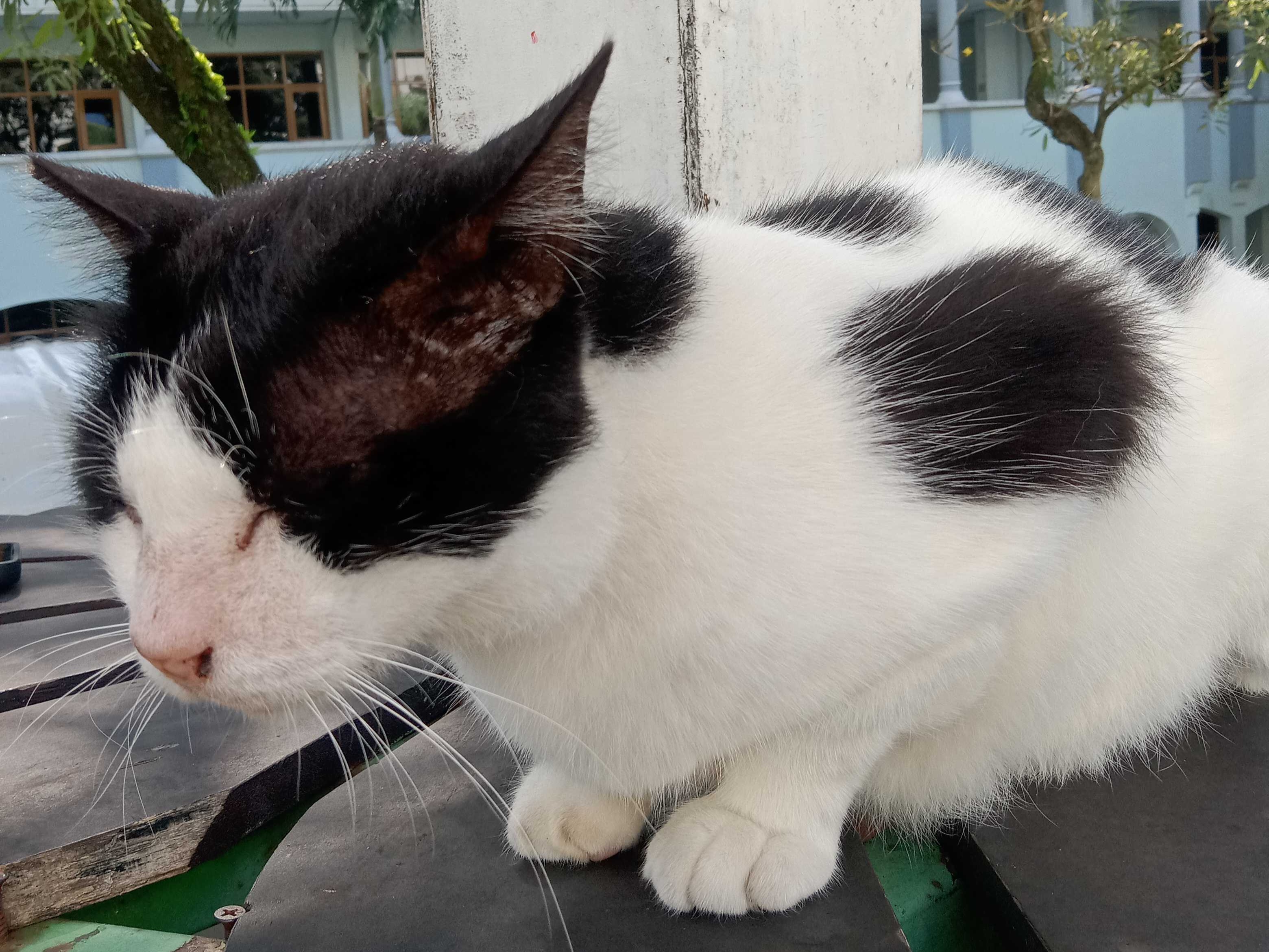 Kenapa Kucing Suka Makan Rumput? Ini Alasan Ilmiah di Balik Perilaku Uniknya