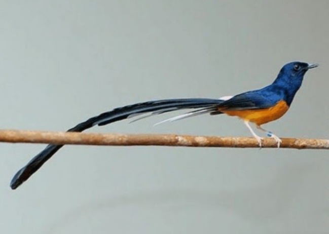 Hobi Burung alias Kicau Mania: Pengobat Stress, Menghasilkan Cuan