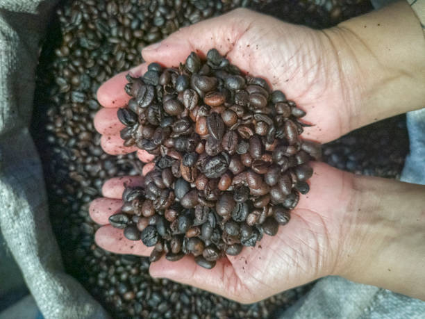 Liberika,  Kopi Jumbo dari Lahan Gambut: Sejarah, 9 Fakta Unik, dan Manfaatnya