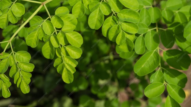 Dari Teh hingga Keripik: 9 Cara Seru Olah Daun Kelor yang Kaya Nutrisi