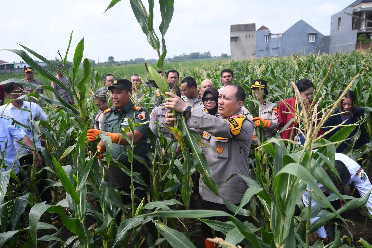 Polresta Malang Kota Ajak Mahasiswa Panen Raya Jagung Serentak, Hasilkan 1,8 Ton