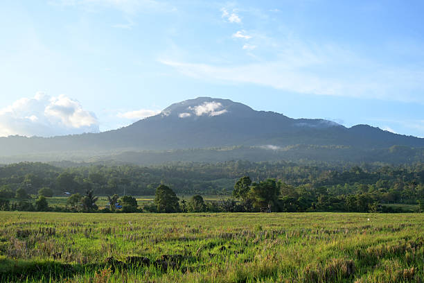 31 Juli Hari Penjaga Hutan Sedunia, Pahlawan Dalam Senyap Penjaga Alam Terus Bernafas Hingga Hari Ini
