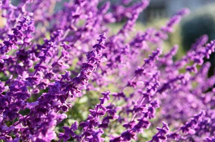 Kehebatan Bunga Lavender: Dari Ritual Kuno hingga Terapi Modern, Ini 9 Manfaat Pentingnya  