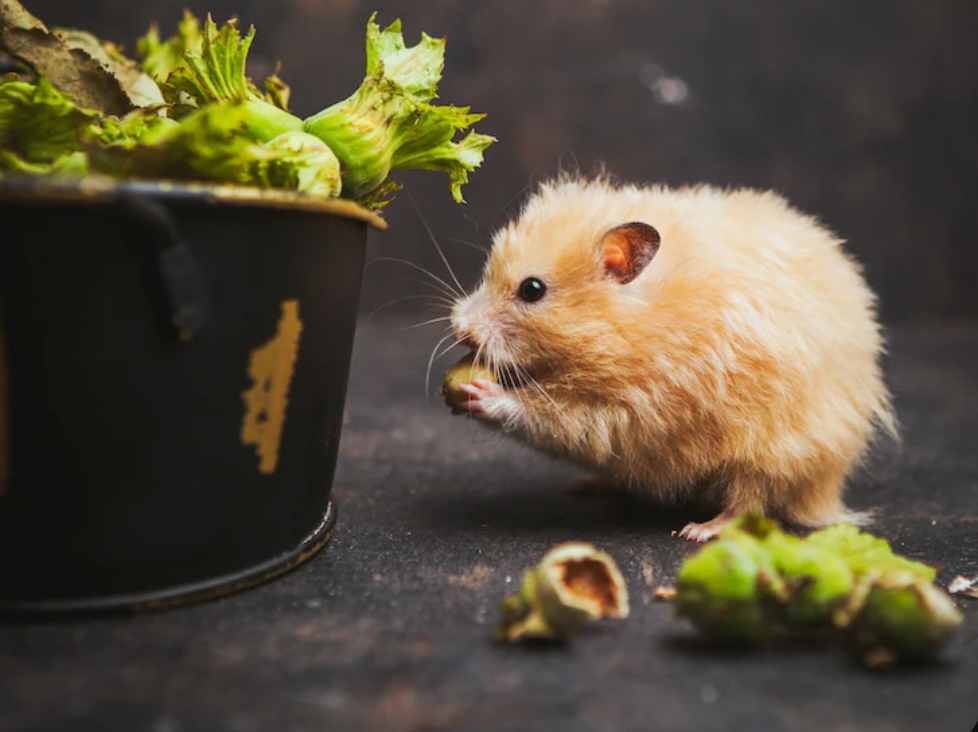 9 Tips Memelihara Tikus Hias atau Hamster, Wajib Ekstrahati-Hati!