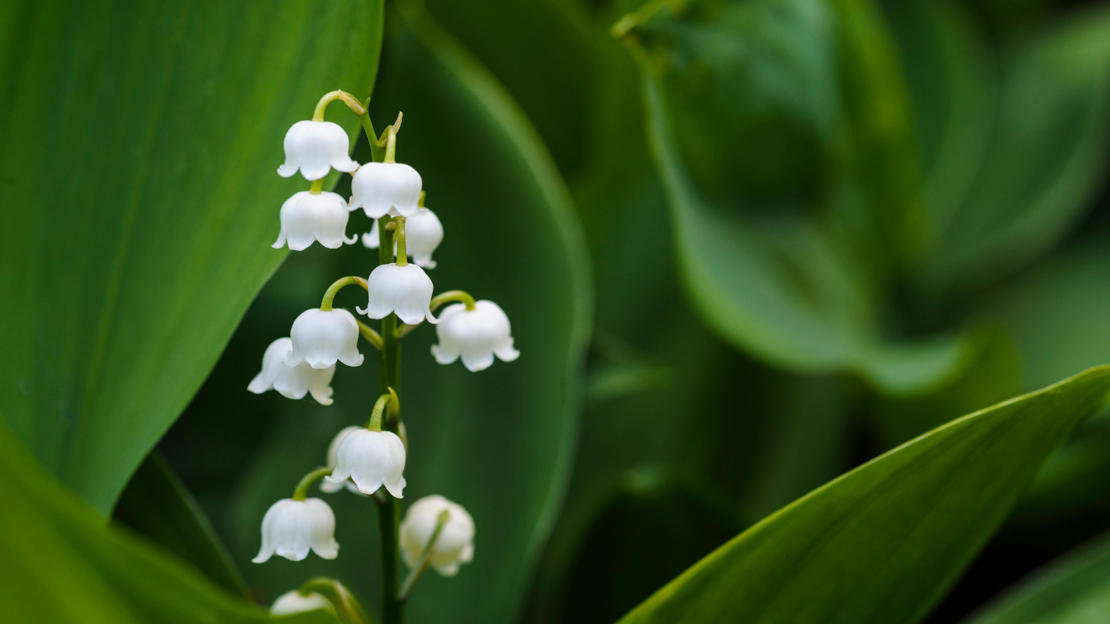 Lily of the Valley, Bunga Harum Bersejarah dengan Makna Mendalam dan Manfaat Medis