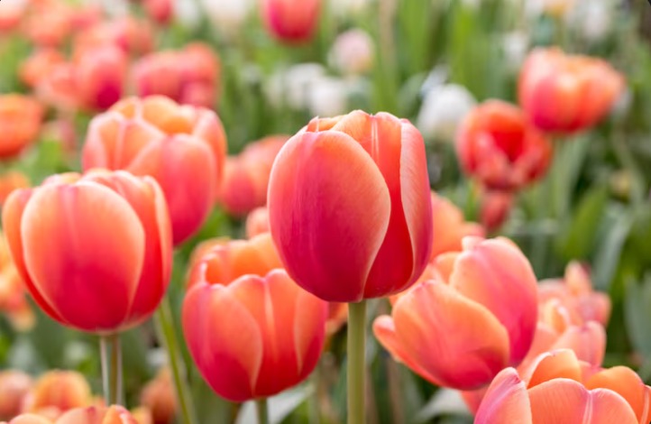 Tulip, Bunga Ikonik yang Memikat Dunia: Sejarah, 9 Makna Simbolik, dan Pesonanya