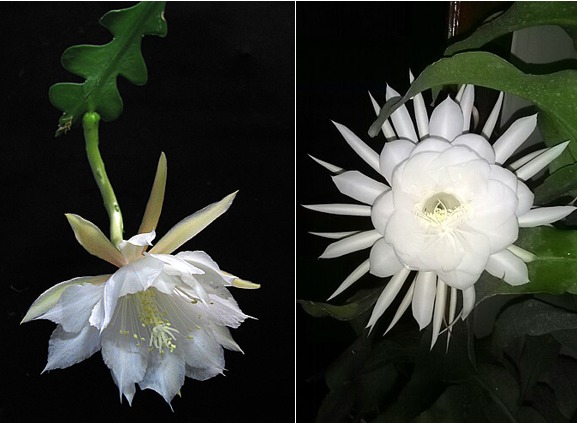 Jati Diri dan 9 Makna Kembang Wijaya Kusuma, 'Pusaka Prabu Kresna yang Bisa Hidupkan Orang Mati' 