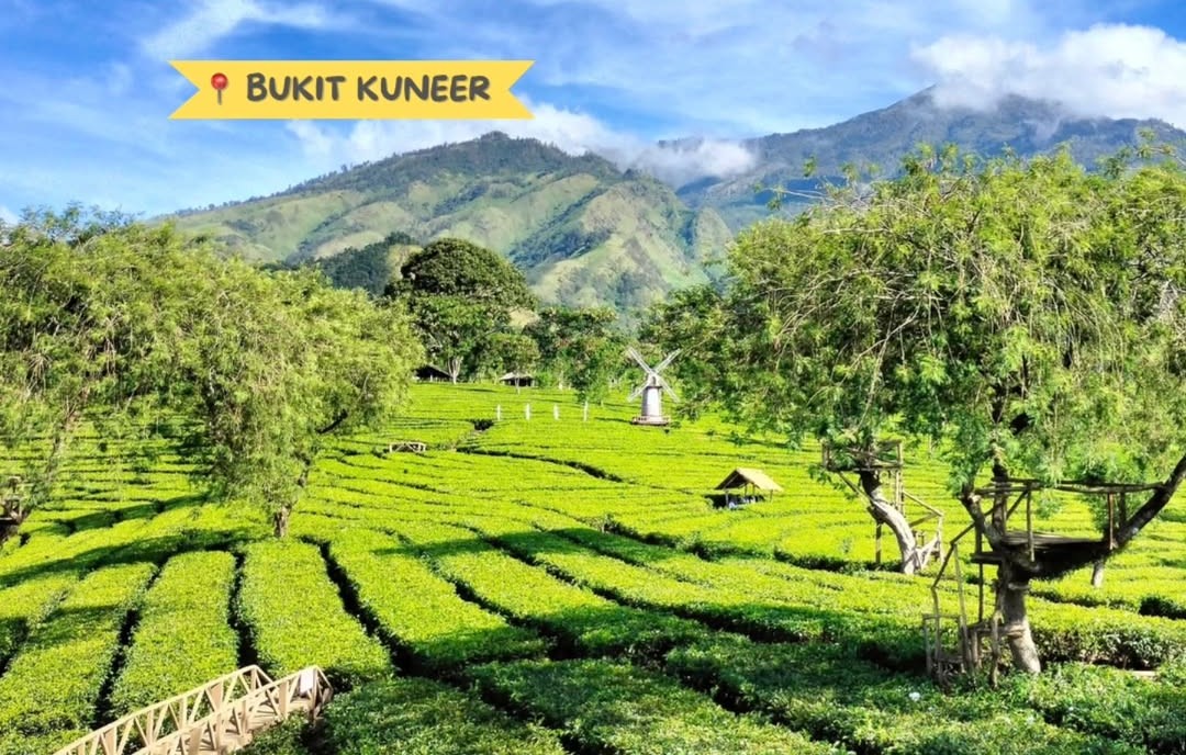 Hari Teh Internasional 15 Desember, Melihat Kebun Teh Wonosari Lawang, Si Tua yang Kian Eksotis 