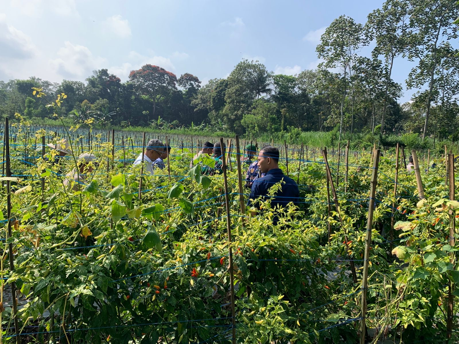 Petani Cabai Malang Panen Melimpah, Harga Tetap Tinggi Distribusi Jadi Sorotan