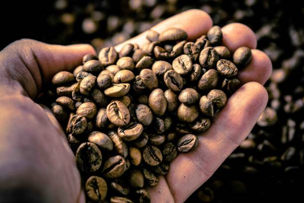 Excelsa, Si Kopi Langka dari Asia: Sejarah, 9 Fakta Unik, dan Manfaatnya