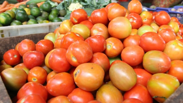 Harga Tomat di Kota Malang Naik, Kini Tembus Rp15 Ribu per Kg