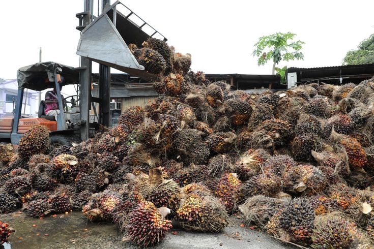 Limbah Sawit Pangkas Biaya Pakan Ternak hingga 40%, Peternak Malang Raya Didorong Manfaatkan