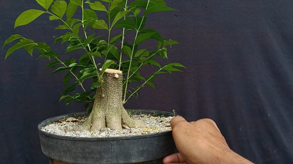 Anting Putri Batang Putih Jadi Bahan Bonsai, Ini Cara Menentukan Tunas yang Layak Dipertahankan