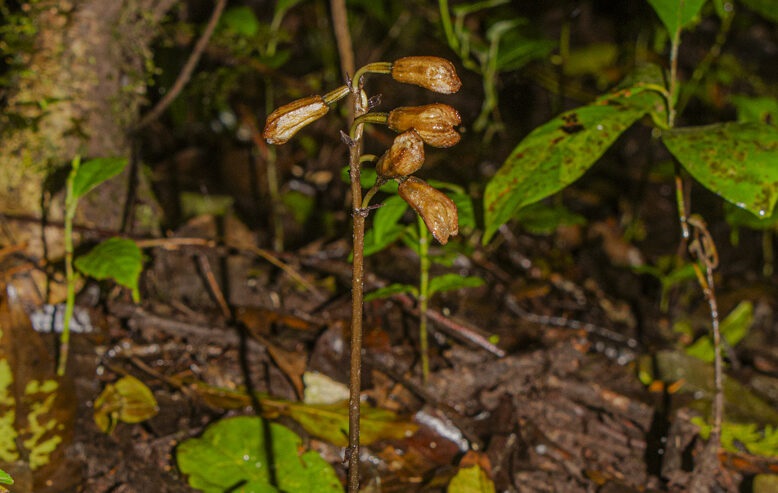 Dua Spesies Anggrek Baru Ditemukan Balai Besar TNBTS di Lereng Gunung Semeru