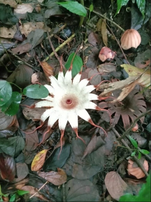 Rhizanthes Deceptor: Bunga Parasit Langka dari Hutan Tropis Sumatera