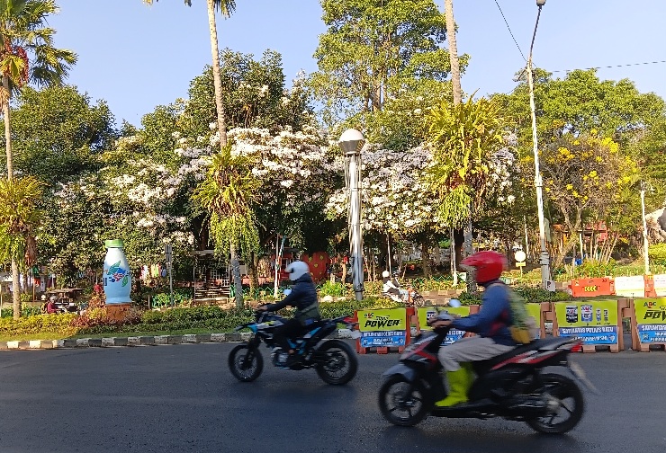 Tabebuya Mekar Serempak, Kota Batu Seperti Disulap Layaknya Negeri Sakura