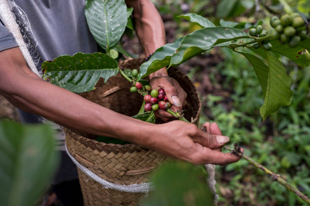 9 Fakta Unik Kopi Ijen Raung: Kopi Lereng Vulkanik dari Ujung Timur Jawa