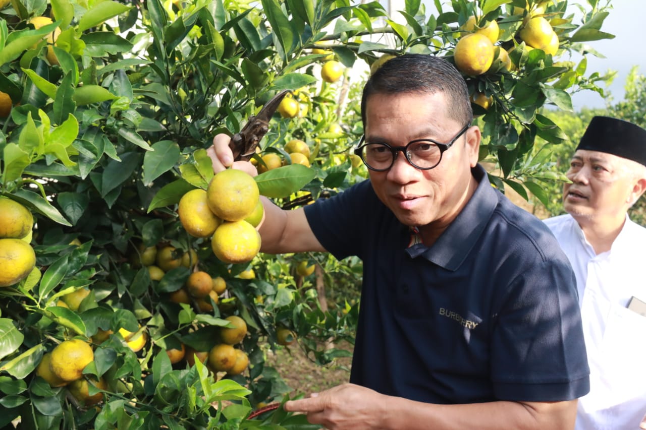 Kunjungi Perkebunan Jeruk di Desa Kucur,  Dau, Menteri Desa Janji Bantu Hilirisasi
