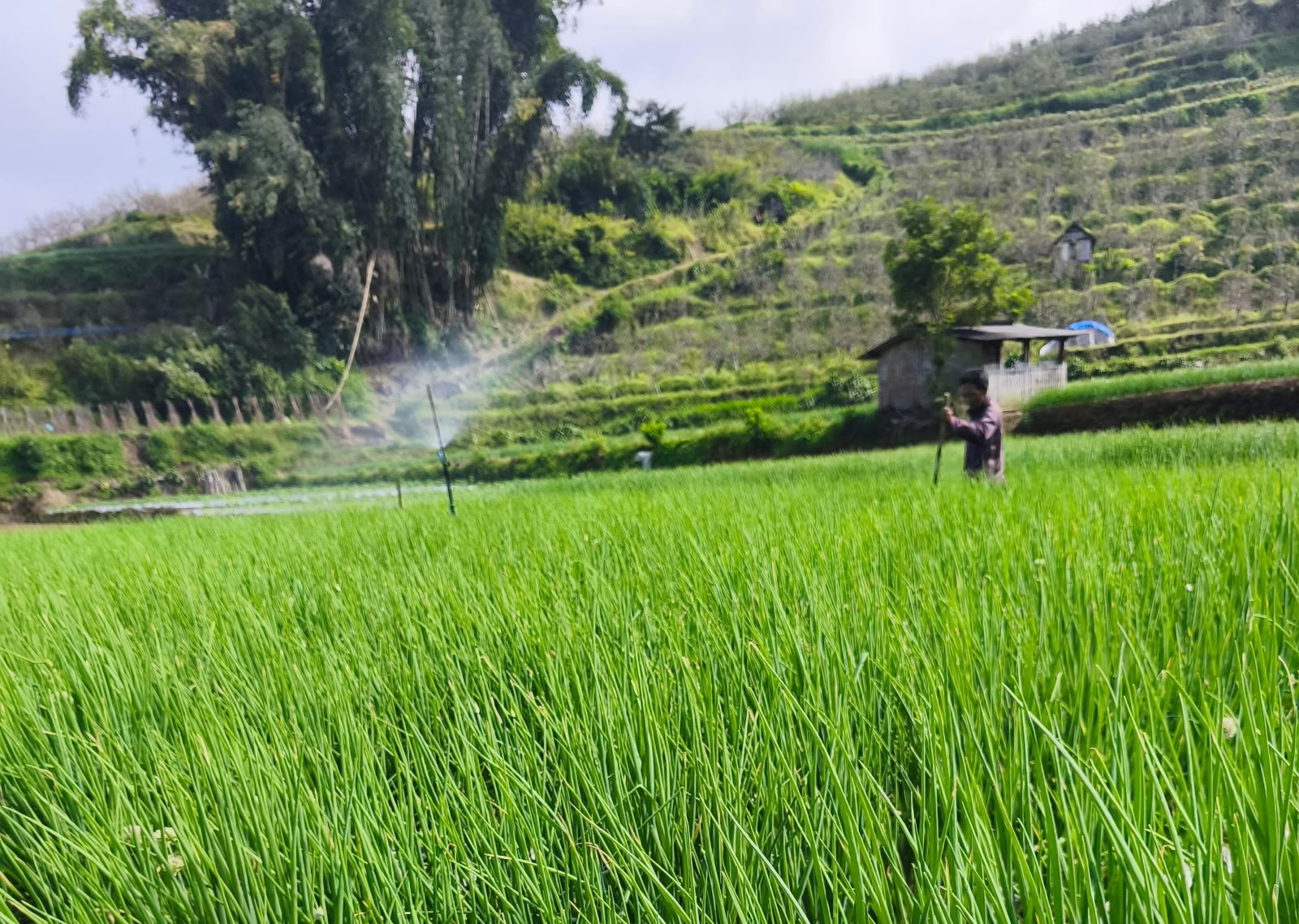 Hari Tani Nasional 24 September: Sawah Malang Raya Menyusut, Gen Z Makin Enggan Bertani