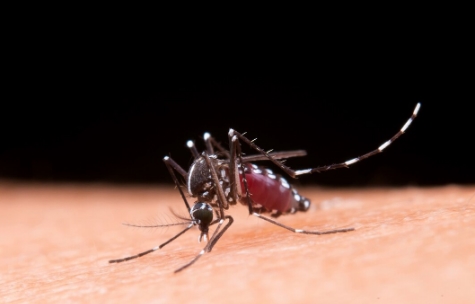 Musim Hujan Nyamuk Menyerang, Cek 9 Tips Membasmi Nyamuk di Kamar