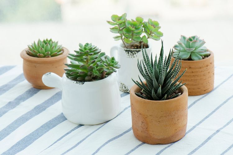 9 Tips Menghias Ruangan Dengan Tanaman Sukulen, Dijamin Segar
