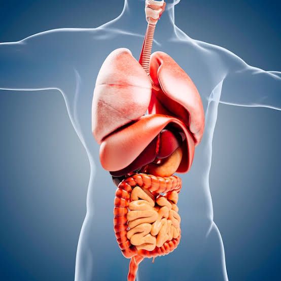 Kebiasaan Sehari-hari yang Diam-Diam Merusak Organ Tubuh: Dari Jantung hingga Empedu