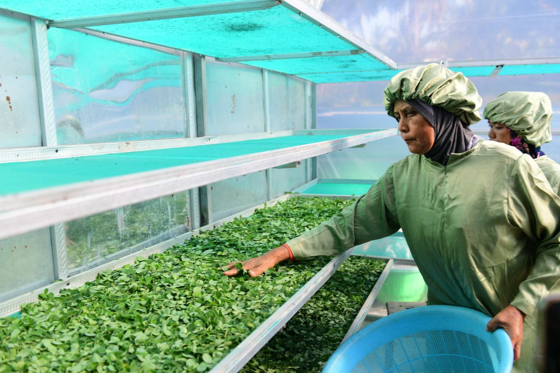 Ekspor Daun Kelor Jawa Timur Tembus China, Sumenep Kirim 200 Ton, Mojokerto 20 Ton