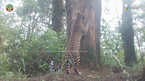 Macan Tutul TNBTS dan Mendolo Ternyata Satu Jenis, Ada Macan Kumbang di Balik Hutan Bromo