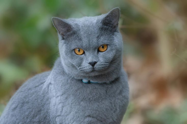 British Shorthair: Kucing Bersejarah dengan Pesona yang Tak Pernah Pudar