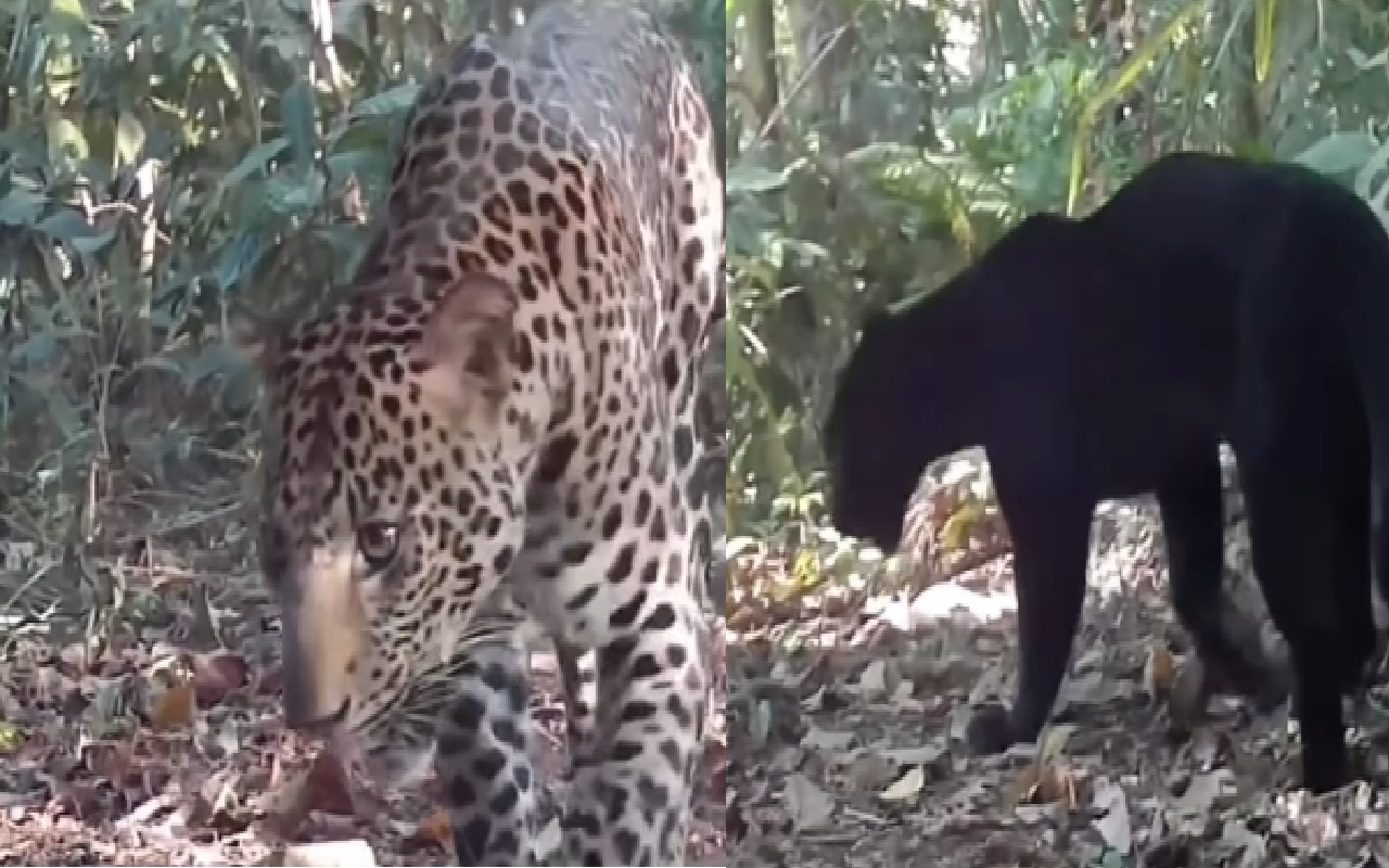 Dua Macan Tutul Terekam di Mendolo, Apakah Populasinya Hanya 2 Ekor?
